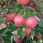 продам яблоки груши из Польши