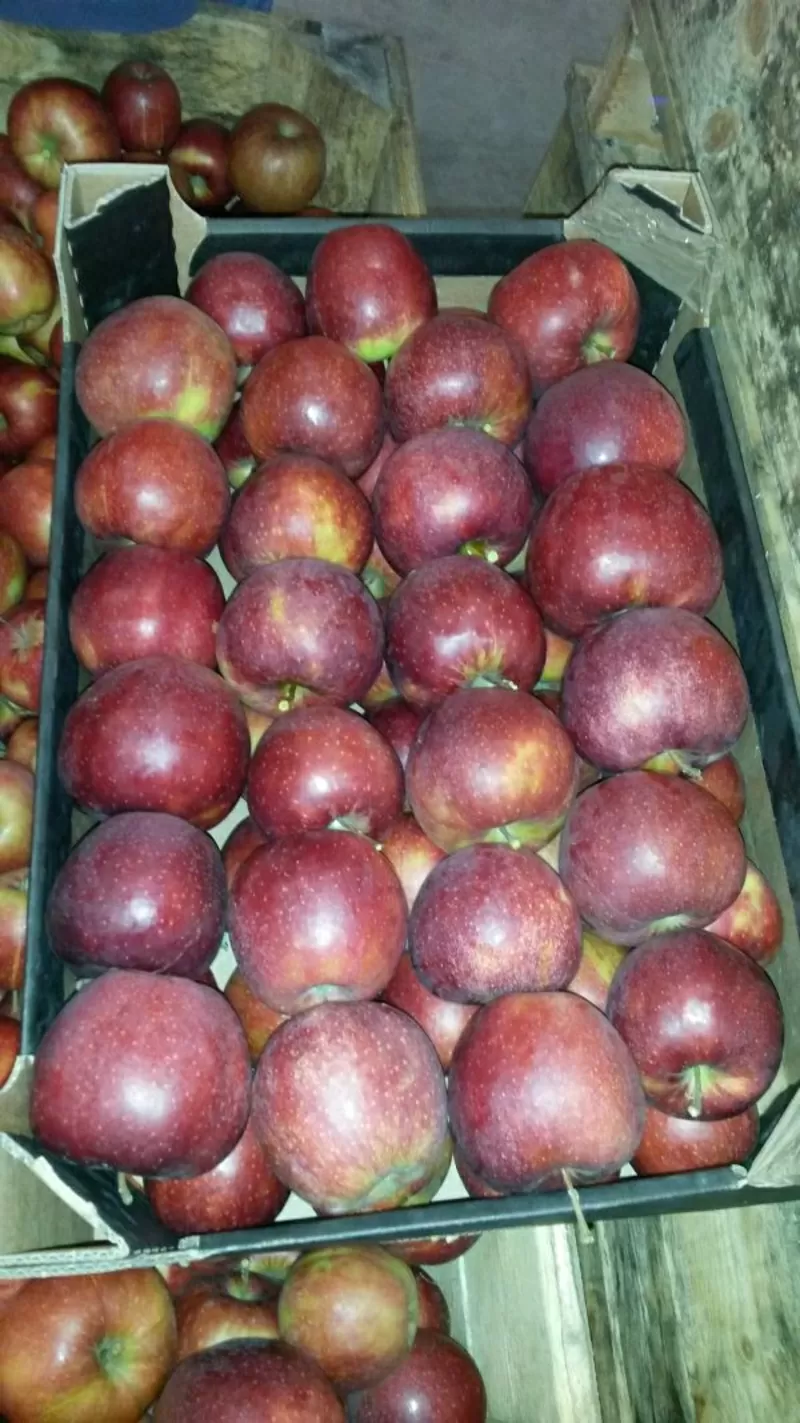 продам яблоки груши из Польши 2
